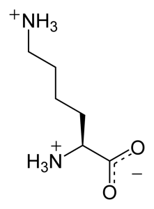 800px-L-lysine-monocation-2D-skeletal