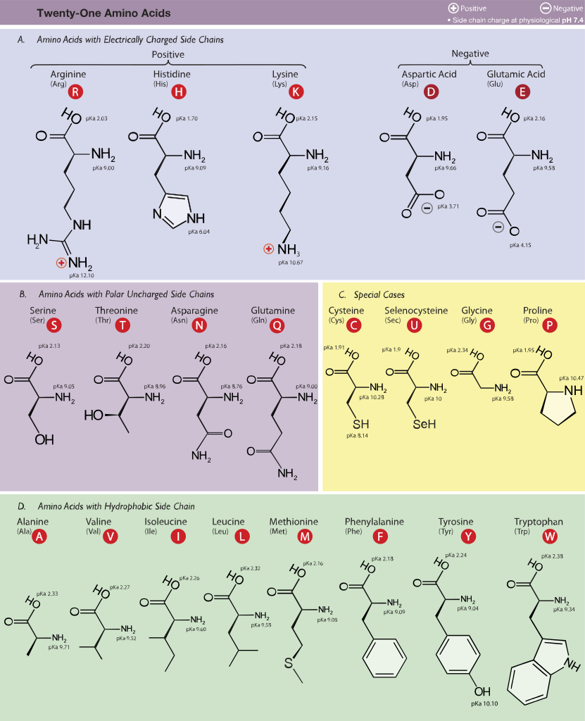 Amino Acids