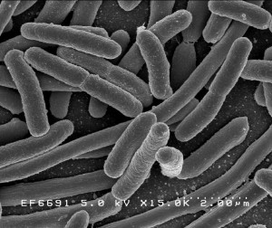 EColi